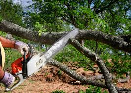 Best Stump Grinding and Removal  in Spirit Lake, IA