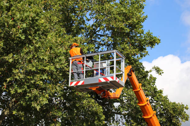 Best Tree Health Inspection  in Spirit Lake, IA