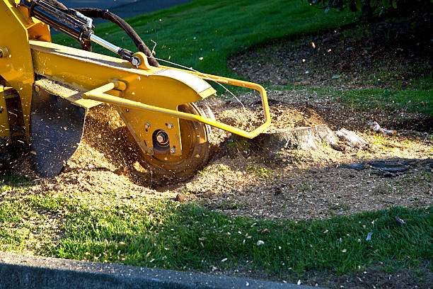 Best Tree Risk Assessment  in Spirit Lake, IA