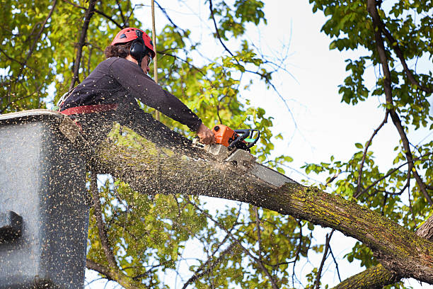 Best Emergency Tree Removal  in Spirit Lake, IA